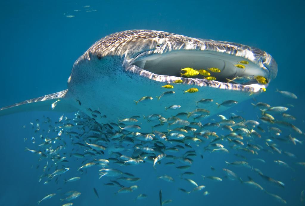 Sal Salis Ningaloo Reef Exmouth Exterior foto
